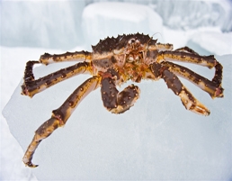 King Crab Kirkenes by Terje Rakke www.visitnorway.no